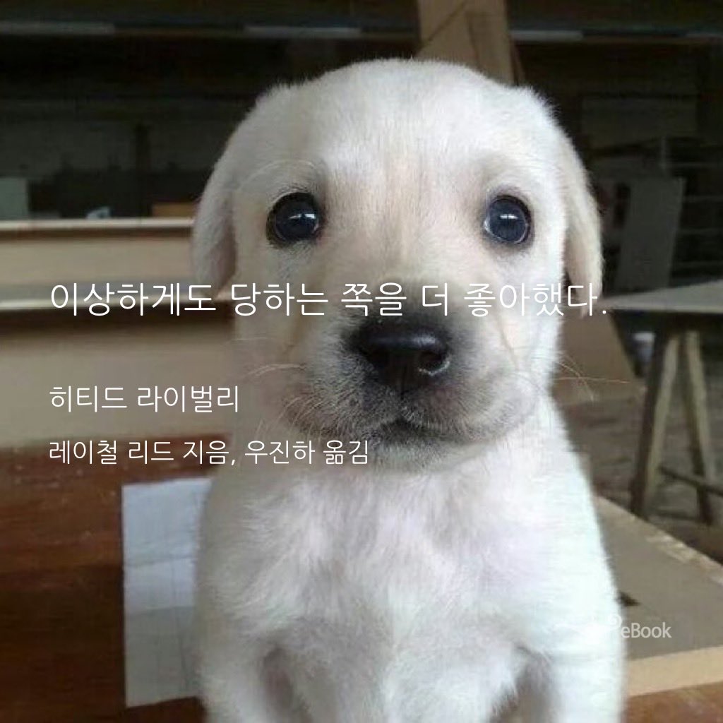 1c3_puck's tweet photo. 사진 속 강아지 됨 https://t.co/cd7jtel3wt