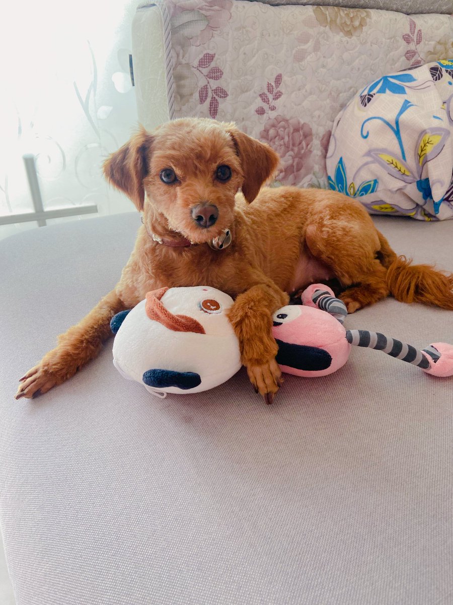 JYves35's tweet photo. My tiny fur baby turned 6 months old today — from wobbly peanut zoomies to napping like a fluffy potato, every growth phase is pure magic.  #PetGrowthJourney https://t.co/GaCx4GJoin