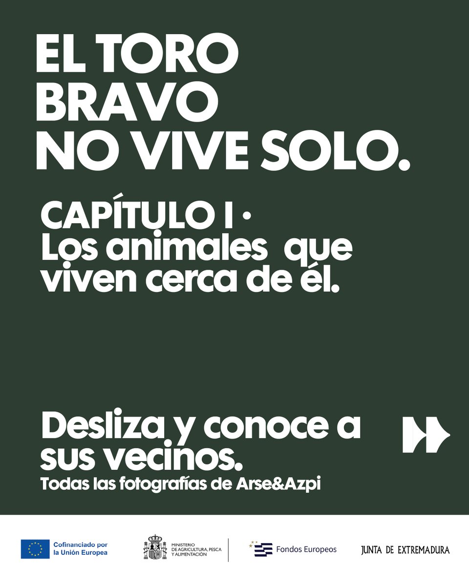 Toroslidia's tweet photo. Cuando pensamos en una ganadería de bravo, es fácil quedarse solo con el toro. 
Pero alrededor de él hay mucha 
más vida.

Algunas especies encuentran alimento, otras refugio y muchas comparten un entorno que la ganadería extensiva contribuye a mantener.

Hoy te presentamos a algunos de sus vecinos.
El toro bravo no vive solo. Capítulo I.

Todas las fotos del hilo de @ArseyAzpi