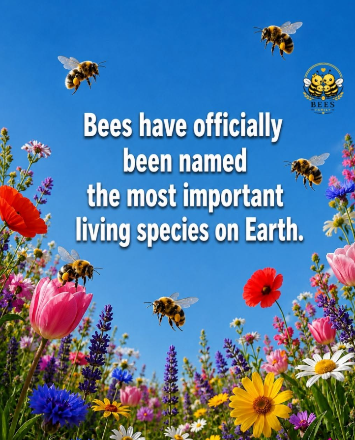 RGWritesFantasy's tweet photo. Bees play a vital role in our ecosystems and help support the plants and food we depend on. Every pollinator matters, and protecting wildflowers, gardens, and natural habitats helps give them a better future. 

Mankind destroys the planet, bees protect it.  Be a part of the solution, not a part of the problem ❤

#SaveTheBees #LoveBees #Savetheplanet #LoveWildife