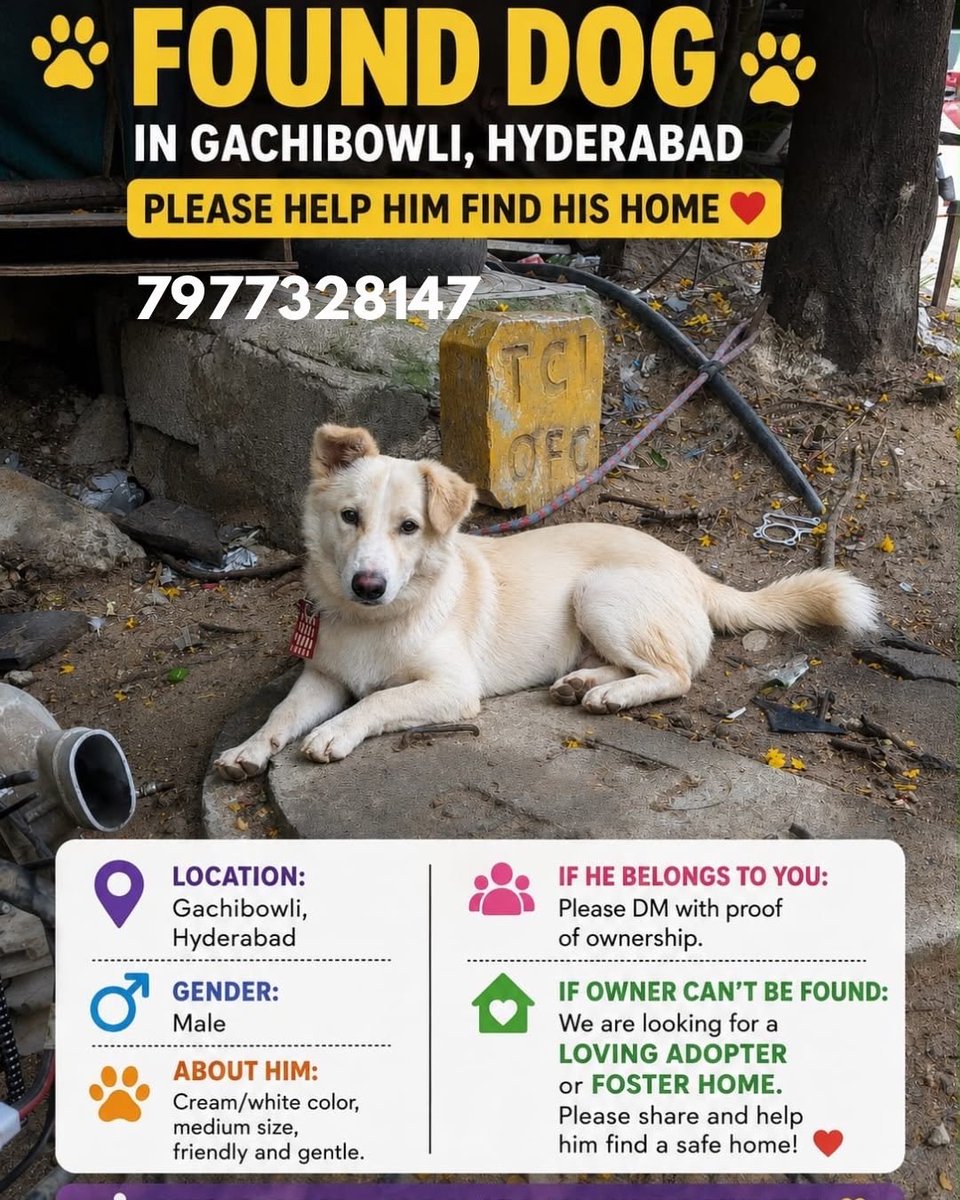 TheViditsharma's tweet photo. Someone found this dog in Hydrabad. Help him to locate the owners.

#dogs
#AnimalWelfare https://t.co/kAc8taaqVZ