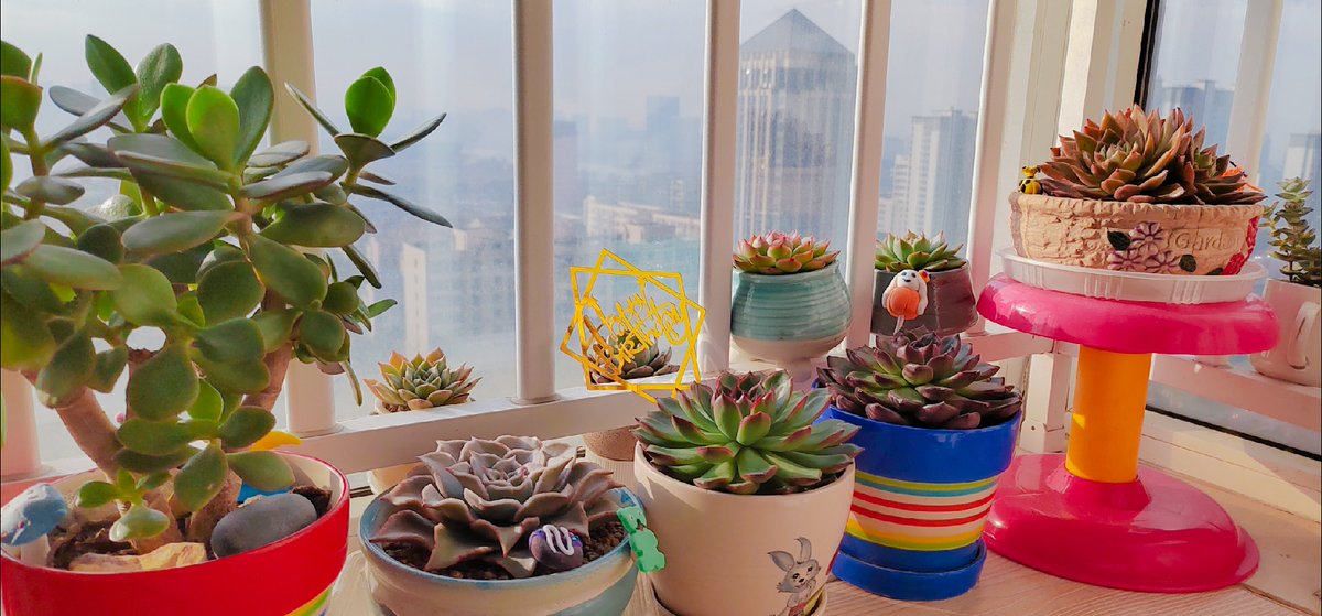 cheyancorner's tweet photo. My tiny balcony is now my go-to morning spot — fresh herbs, a small succulent, and a sun cup make every busy weekday start warm ， https://t.co/sGFUg5Ii74