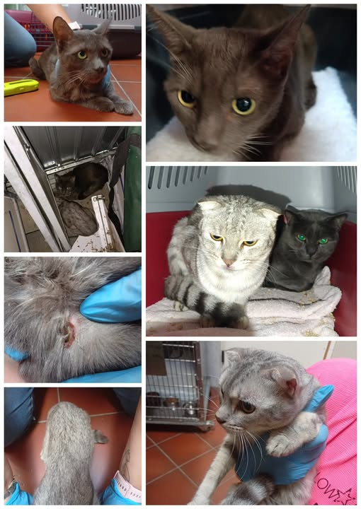 yolandaschultes's tweet photo. 73730 Esslingen
Katzen ausgesetzt
Kopie Tierheim Esslingen
Vor ein bis zwei Tagen wurden diese beiden Katzen über den hinteren Hundeauslauf ausgesetzt.
Zusätzlich wurde eine weitere Katze an den Parkplätzen eingefangen.
Evtl. gehören alle drei zusammen.
Eine der Katzen im Hundeauslauf hatte eine Bissverletzung.
Wer kennt diese Katzen oder kann uns Informationen zu den Besitzern geben?
Eventuell gibt es auch Zeugen, die etwas in den letzten beiden Tagen beobachtet haben?
Bitte melden unter 0711/ 311733 oder info@tierheim-esslingen.de
