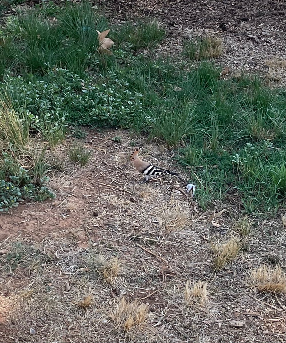 helyarie's tweet photo. saw a cool bird today https://t.co/vA1p41pfxs