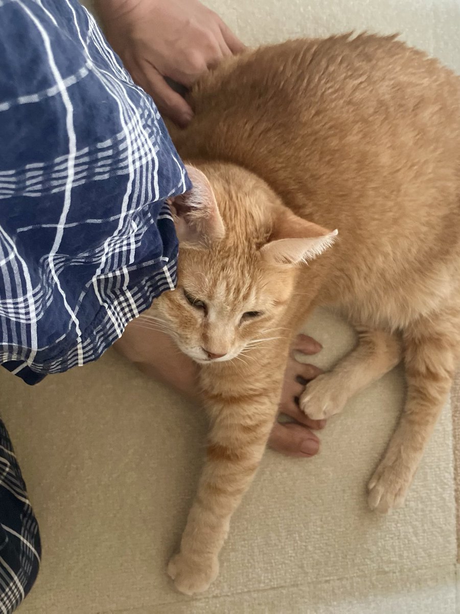 ieneko_ganbaro's tweet photo. 猫こんなにひっついてくる生き物だとは思わなかったな。

←昨日の夜23時　　　→今日の朝8時 https://t.co/thjTsubTqn