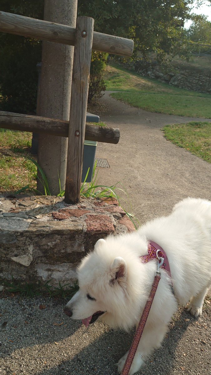 aitaliamoci's tweet photo. 公園はしごした本日のキさん🦮 https://t.co/Gfueb0PkZx