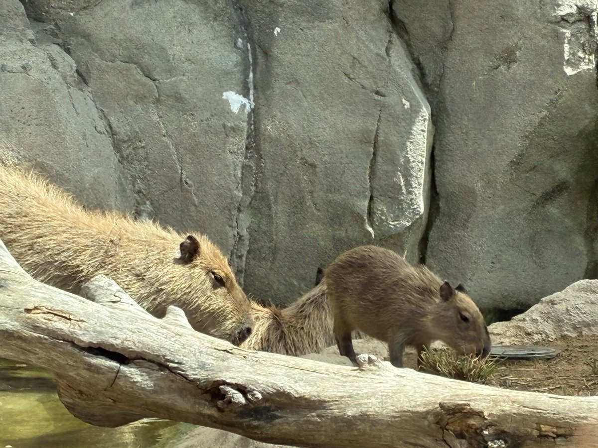 カピバラ子 カピバラ子 カピバラ子 0728ー0801 Babies Nibble Dead