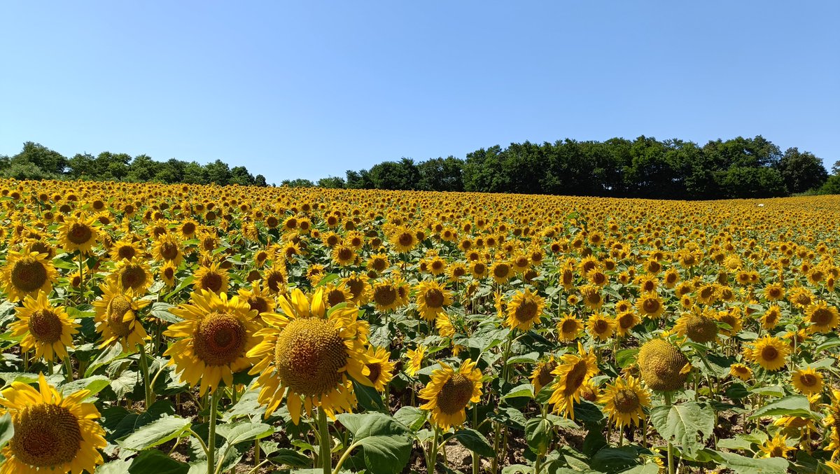 MOTO_Ame's tweet photo. 夏休み、日帰りですが #北竜町 の #ひまわりの里 に行ってきました。晴天の中の数万本？の #ひまわり畑 の景色は圧巻でした11：30頃に着きましたが駐車で渋滞するので 早く来ることをおすすめします。夕焼けは夏の空らしい景色だったので撮ってみました。#飴谷製菓 #飴屋六兵衛本舗 https://t.co/nPouw55MNe