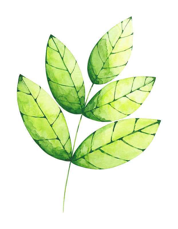 JimmyAllen09's tweet photo. Just spent an hour creating soft watercolor leaves, watching colors blend and bloom on paper—art isn’t about perfection, it’s about the little happy messes. https://t.co/UiQiSulfq0