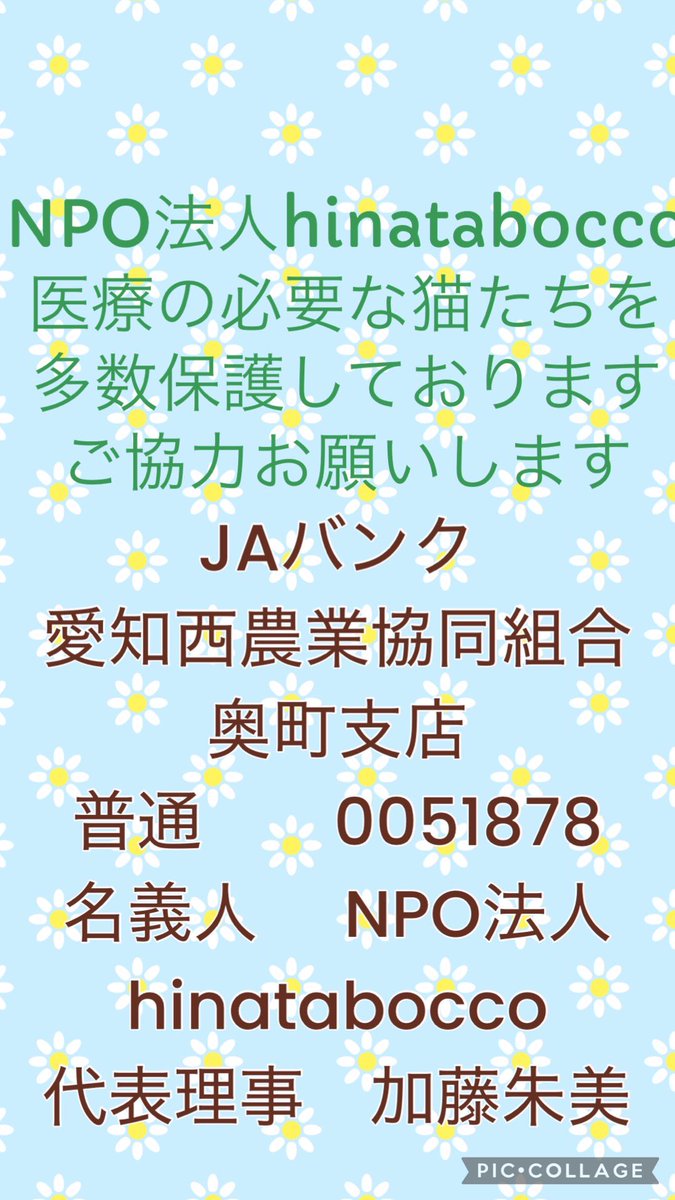 hinatabocco_k's tweet photo. #拡散希望ＲPご協力お願い致します 🙇‍♀️
現在hinataboccoでは子猫達や病気や怪我により医療が必要な子達をたくさん保護しています。
そのため猫達のご飯や猫砂など苦労しています。
心苦しいのですが、助けていただけるとうれしいです。
皆様どうかよろしくお願いします🙇 https://t.co/yCbLaKg1Kv