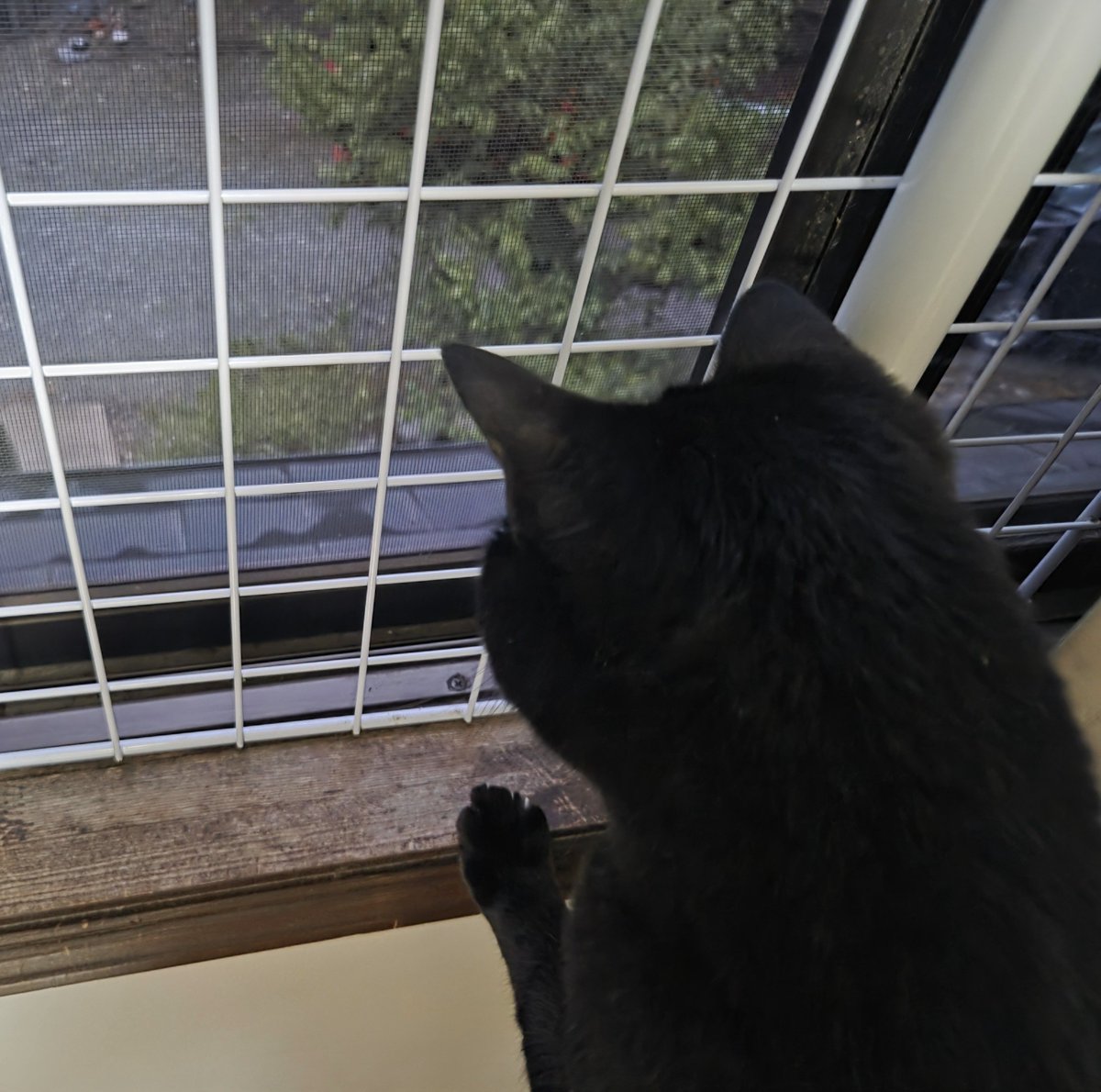 ManiwaNo028's tweet photo. 犬が帰ってきて「いぬだー」になってる猫 https://t.co/VRVeluJnQS