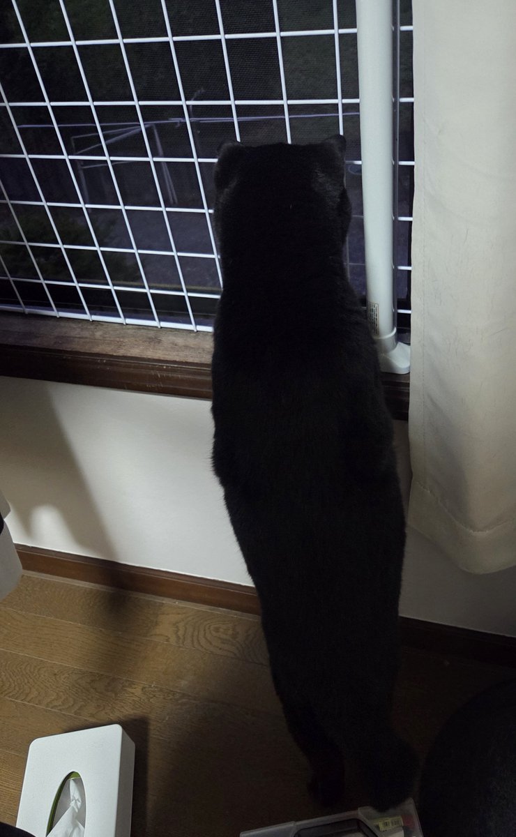 ManiwaNo028's tweet photo. 犬が帰ってきて「いぬだー」になってる猫 https://t.co/VRVeluJnQS