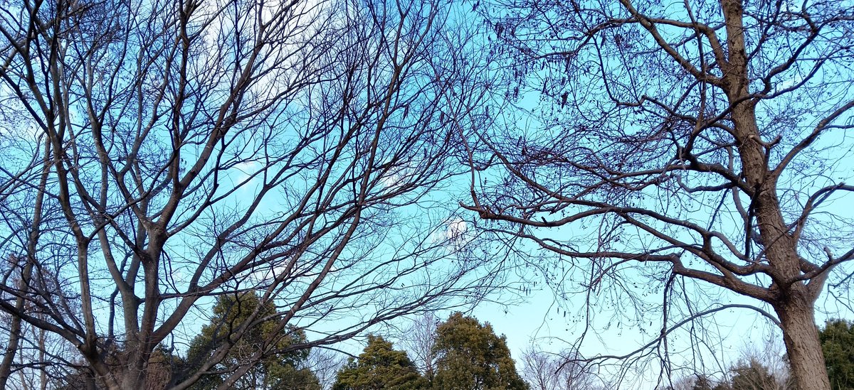 karubo990's tweet photo. お気に入りの公園写真 https://t.co/1qBw8aQzj8