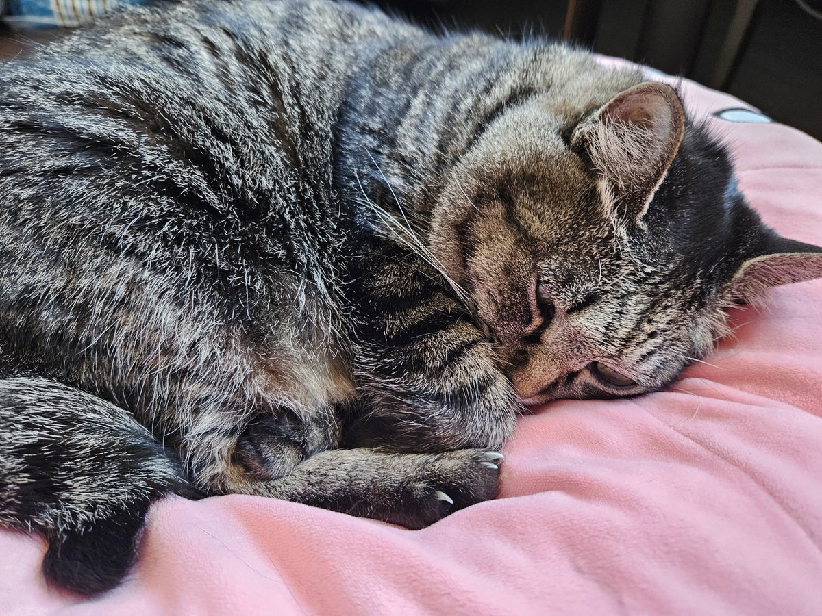 mado397's tweet photo. 眠るとこ🐈 https://t.co/viB162cnFe