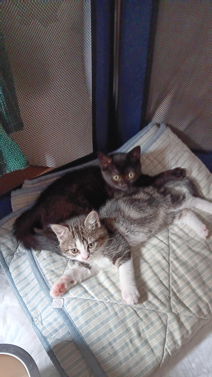RVAisback's tweet photo. @suesskatzi I wish.
Meine kleinen Biester scheißen mich nur an und sehen süß aus https://t.co/iSGGvCEbE2