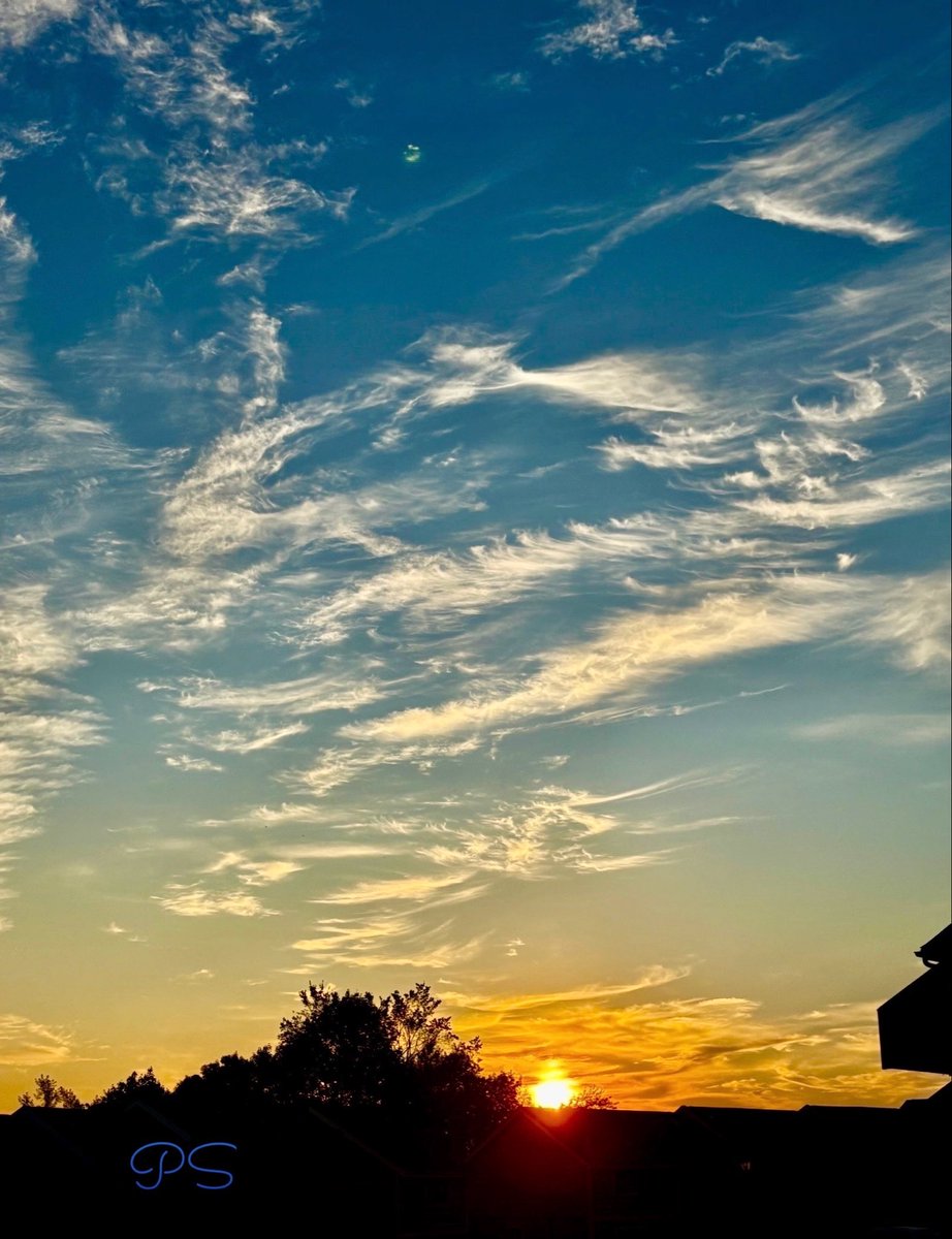 snflower500's tweet photo. Reaching for the clouds https://t.co/9KjAwUF5ps