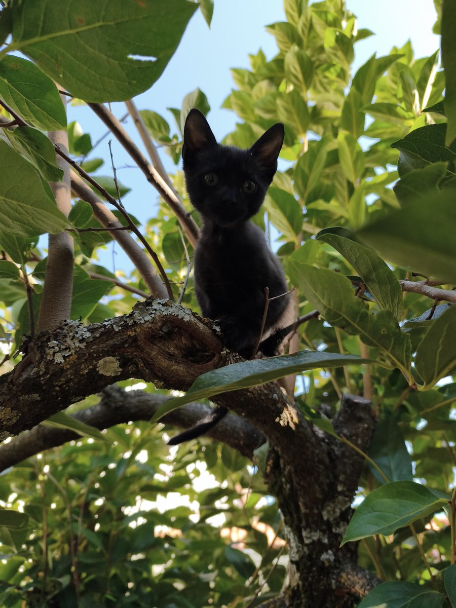 Ze_Redge's tweet photo. Et aujourd'hui on apprend à monter dans l'arbre sans savoir redescendre
👉🪜🌳
#ShadowTheChaton https://t.co/01gI8r4Y1Q