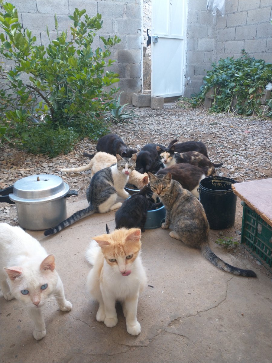 ntarrazz1's tweet photo. Si estás en Estados Unidos y deseas colaborar con nuestra manada, vía transferencia puedes hacernos llegar tu donativo. Disponemos por el momento de la siguiente cuenta virtual:

José Nicolás Rodríguez Tarrazzi
Cuenta Corriente
Lead Bank
Nro de Cta 210156697712
Ruta ACH 101019644 https://t.co/qFeuhO6jIP