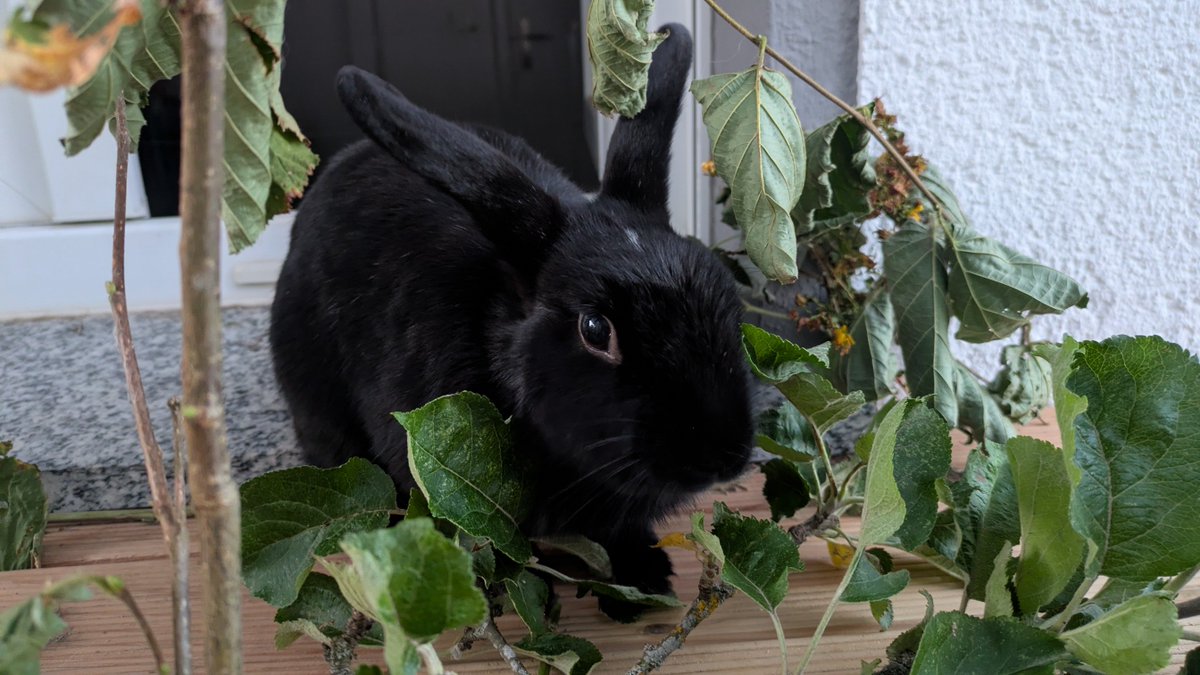 bunnyluvr__'s tweet photo. stop looking at me like that https://t.co/At1KOzM9bV
