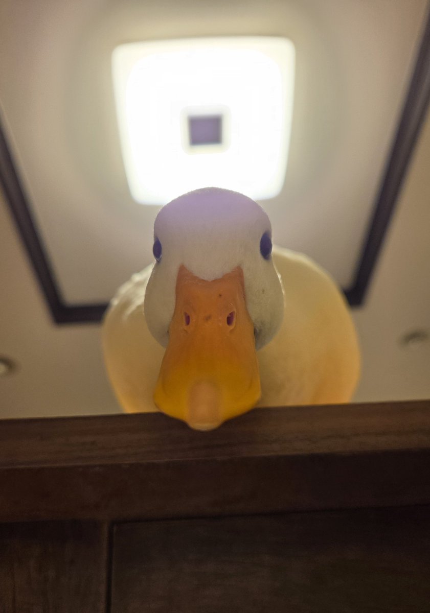 aquariumumunsan's tweet photo. あなたは今アヒルに見つめられています https://t.co/4yeD1741l2