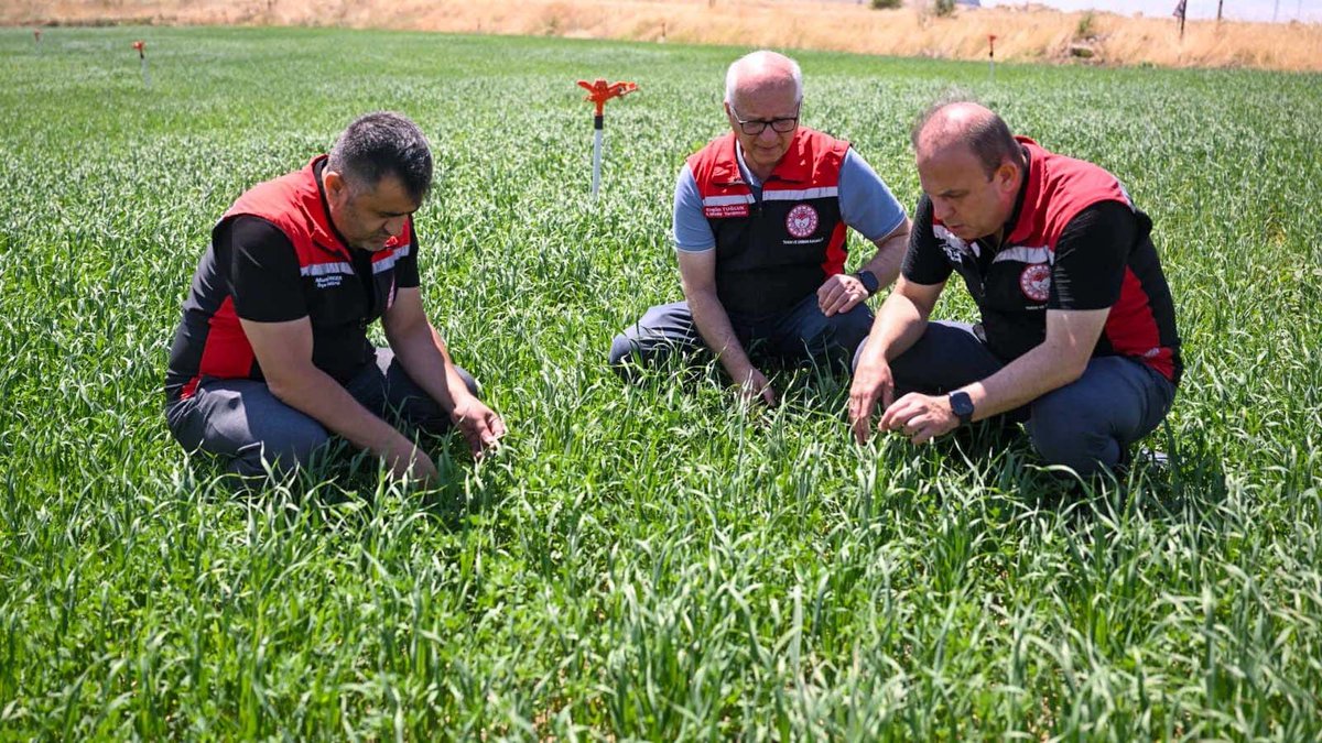 kayseritarimorm's tweet photo. 📍 KAYSERİ/Melikgazi 

İl Müdürümüz Sayın Bülent SAKLAV, İl Müdür Yardımcımız Ergün TUĞLUK ve İlçe Müdürümüz Murat ÜRKER ile birlikte Melikgazi ilçemizde yem bitkisi ekili alanlarda fenolojik gözlem yaparak mevcut duruma ilişkin incelemelerde bulundular.

@ibrahimyumakli @gokmen_cicek_ @BulentSaklav @TCTarim @kayserivaliligi