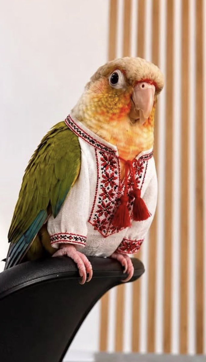 vsechetkoo's tweet photo. Украинцы, вот ваш настоящий, имперский орёл, а тот гитлеровский который вы себе присвоили и носите его на футболках и делаете татуировки, тот не для вас, вы слишком мелкая шелупень существующие на дотации запада, воюющие оружием запада, ничего своего нет
Забираете и патентуйте 😂 https://t.co/XAgtvlxiWk