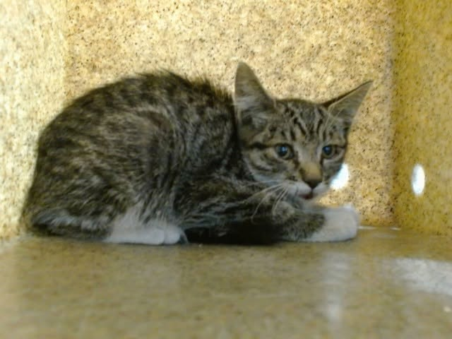 lordi1960's tweet photo. https://t.co/CnkDOWETXG
❤️MEOW PATROL -- ID# A849457

Temperament: FRIENDLY - MEDICAL WAIVER

I am a female brown tabby & white Domestic Shorthair.

The shelter staff think I am about 13 weeks old.

I have been at the shelter since August 10, 2026.

I will be available for adoption or rescue on August 15, 2026.

I am currently at Devore Shelter in San Bernardino County, California.

If you would like to go down to the shelter to adopt this cat yourself,
please visit or call:

Devore Animal Shelter
19777 Shelter Way
Devore, CA 92407
Voice: (909) 386-9820 - press 2
#pleaserescuecats
#devorecats
#nokill