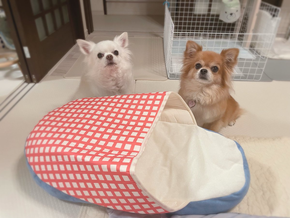 nat__mil's tweet photo. 3COINSのスリッパベット🛒✨
かわいくてつい買ってしまった😍
ミルくんはもぐるのが好きだから
きっと使ってくれるはず！という
期待を込めて🤣

#スリコ購入品 #スリコ
#3COINS #スリコペットグッズ https://t.co/4mqVITT0cs