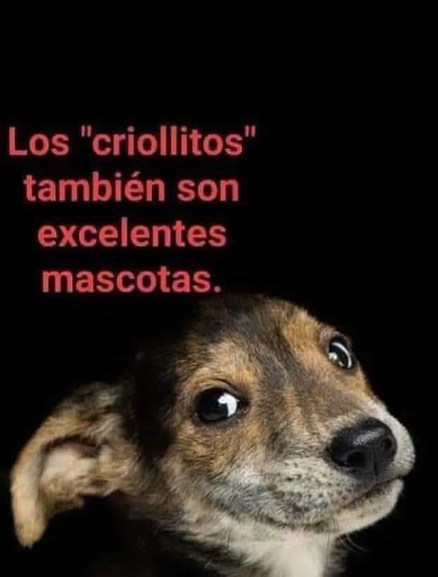 gllgina1's tweet photo. Son un amor💕💕 https://t.co/vkSMLrzPpw
