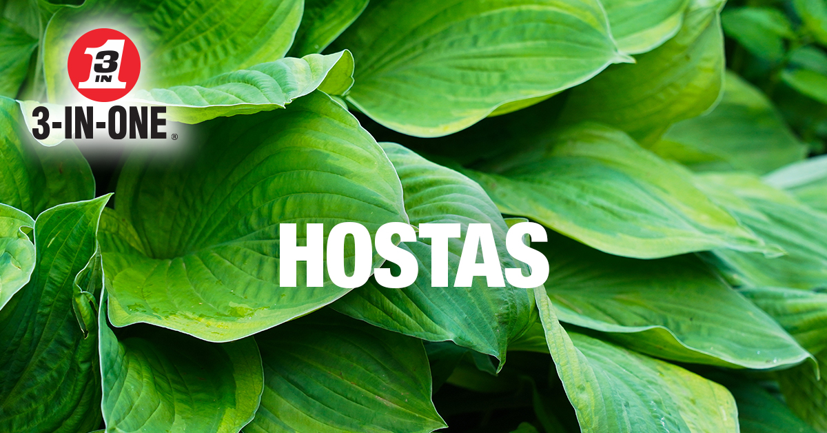 3InOneUK's tweet photo. 5 plants that are almost impossible to kill:

1. Lavender
2. Geraniums
3. Hostas
4. Sedum
5. Rosemary

Tip: keep your secateurs and pruning shears clean and rust-free with 3-IN-ONE Drip Oil. A quick wipe after each use keeps them working reliably, season after season.

Save this before your next trip to the garden centre.

#3inone #3in1 #beginnergardening #gardenhacks #easyplants