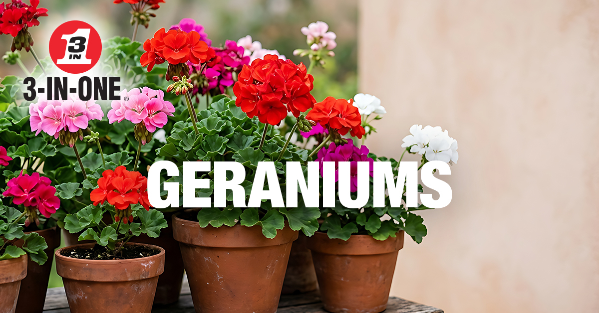 3InOneUK's tweet photo. 5 plants that are almost impossible to kill:

1. Lavender
2. Geraniums
3. Hostas
4. Sedum
5. Rosemary

Tip: keep your secateurs and pruning shears clean and rust-free with 3-IN-ONE Drip Oil. A quick wipe after each use keeps them working reliably, season after season.

Save this before your next trip to the garden centre.

#3inone #3in1 #beginnergardening #gardenhacks #easyplants