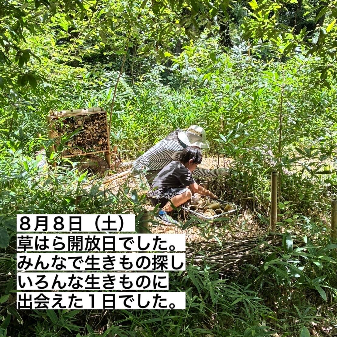 kitone_kasuya's tweet photo. 次回の開放日はは9月12日（土）を予定しています！#世田谷区　#自然観察　#生きもの探し https://t.co/SJIqL9eicI