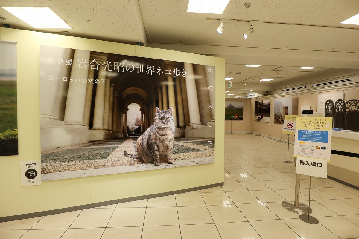 8wnpf's tweet photo. #岩合光昭 さんの写真展＆サイン会にて🐱🐾
カメラを首から下げていたら、岩合さんに「Canonユーザーですね😊」と声をかけていただけた…！✨🥲

展示作品は、どれも物語を感じる素敵な写真ばかり📷
その「瞬間」の背景を想像しながら、自宅でまたのんびりと写真集を堪能しよう…💭

#猫 #iwagocats https://t.co/Ay6EkDaeIa