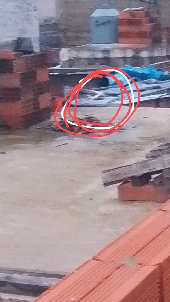 LiamX51221's tweet photo. Estás son fotos que me mandó un amigo que no se si llamar amigo me mandó estás fotos que muestran como mató a un gato con una gomera no tengo su dirección pero ahí tiene su número de teléfono no es el mío es de el se llama Nahuel y vive en buenos aires lo conozco por Internet https://t.co/6yVmNEFwW1