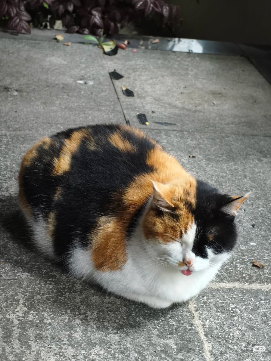nocontextscats's tweet photo. :P https://t.co/1laOShJuMo