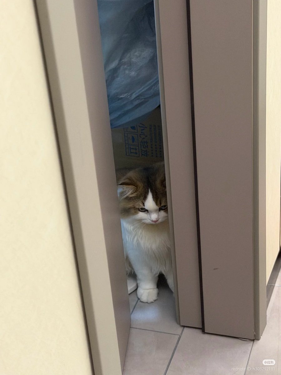 nocontextscats tweet picture