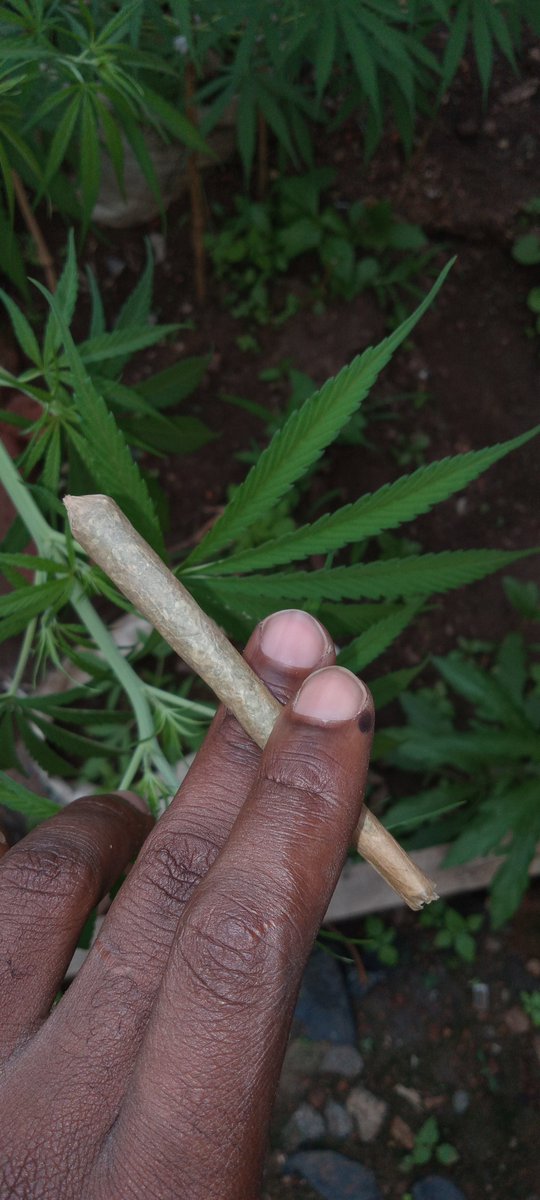 budpimpp's tweet photo. Burn one ,bend some legs https://t.co/giqi7nzCgR