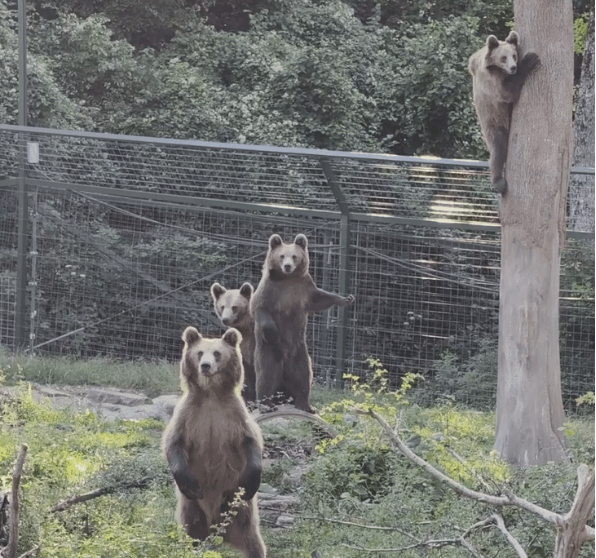 LMPositif's tweet photo. 🇫🇷 En Moselle, quatre oursons bruns orphelins ont trouvé refuge au Parc Sainte-Croix. Originaires de Roumanie, ils avaient perdu leur mère, victime du braconnage. Ils découvrent désormais un espace de deux hectars, pensé pour favoriser leur réhabilitation. 🐻 (Le Figaro)

📸 Liberty Sanctuary Bear