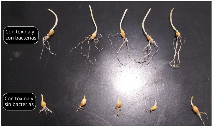 SLT_Divulgacion's tweet photo. 1️⃣🌾¿Sabías q' una bacteria 'come' la toxina de un hongo muy dañino de cultivos?
@AgronomiaUBA y @CONICETDialoga aislaron una cepa de Burkholderia que
✅degrada el ácido fusárico (toxina de Fusarium)
✅revierte daños en semillas de cebada
🔗https://t.co/ns7UjOVIIK
#UBA #FAUBA https://t.co/dtQukYV0Ki