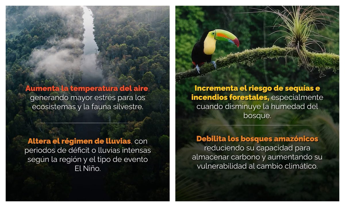 Paskaybosques's tweet photo. 🌿 𝐄𝐥 𝐍𝐢𝐧̃𝐨 𝐭𝐚𝐦𝐛𝐢𝐞́𝐧 𝐢𝐦𝐩𝐚𝐜𝐭𝐚 𝐥𝐚 𝐀𝐦𝐚𝐳𝐨𝐧𝐢́𝐚.
El aumento de temperaturas, las sequías, los cambios en las lluvias y los incendios ponen en riesgo nuestros bosques, biodiversidad y comunidades. 🌳🐆
➡️Fuente: https://t.co/lDel0BeBa5 https://t.co/tjN6XfhhVV