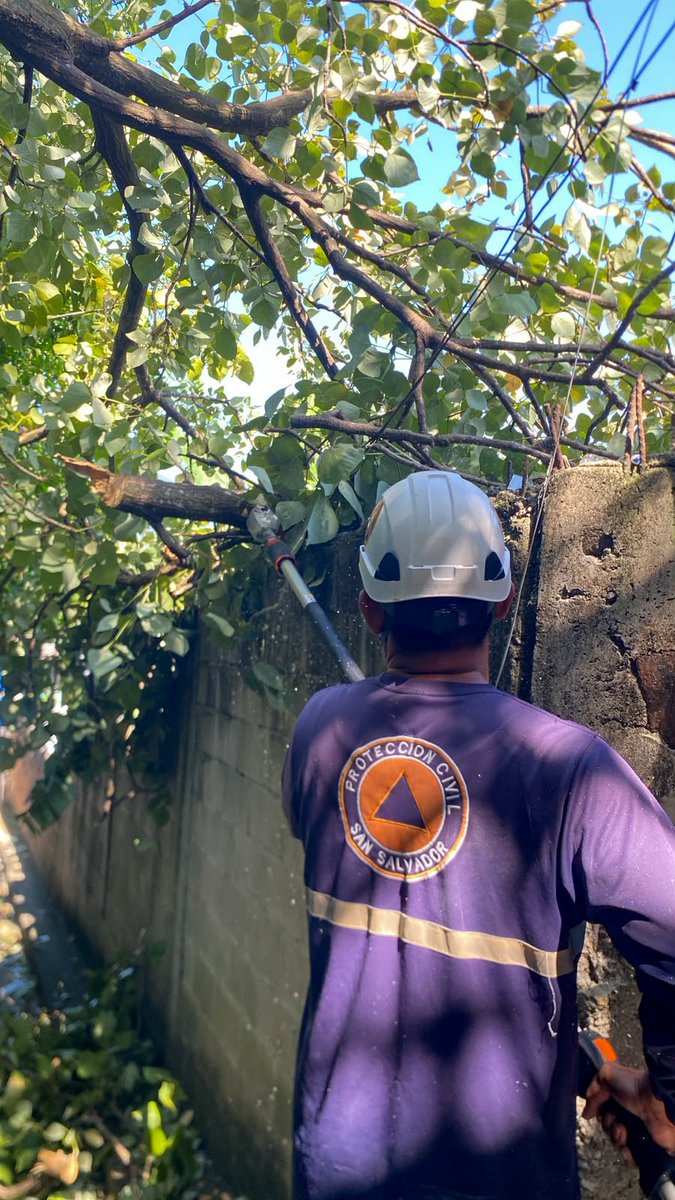 Larepublicass's tweet photo. 🌳 Protección Civil de Mejicanos intervino un árbol en riesgo ubicado en avenida Montreal y pasaje Villalta, colonia Montreal.

La acción preventiva beneficia a 25 familias del sector.

#SanSalvadorCentro #Mejicanos #Prevención https://t.co/nAt25w64Ay