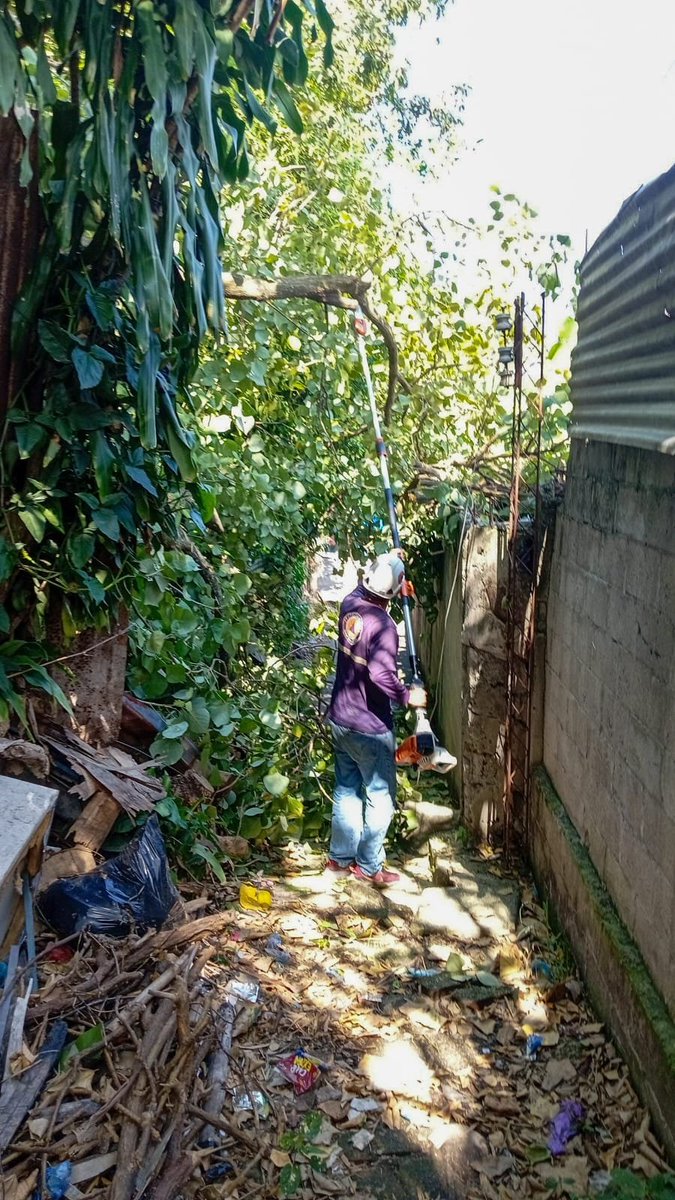 Larepublicass's tweet photo. 🌳 Protección Civil de Mejicanos intervino un árbol en riesgo ubicado en avenida Montreal y pasaje Villalta, colonia Montreal.

La acción preventiva beneficia a 25 familias del sector.

#SanSalvadorCentro #Mejicanos #Prevención https://t.co/nAt25w64Ay
