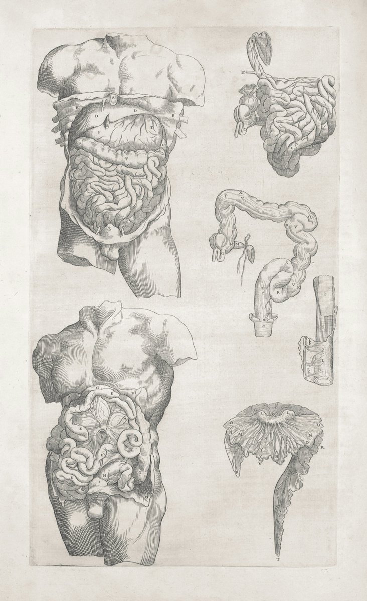 Helios_Movement's tweet photo. If you are struggling with gut issues such as: 
-Bloating 
-Constipation 
-IBS  
-Leaky gut 
-SIBO 
-SIFO  
-Candida  
Here's the ultimate plan for improving them. 

Take 10 minutes to read this and you will be on the right track.  

Thread🧵 https://t.co/1at50koQjk