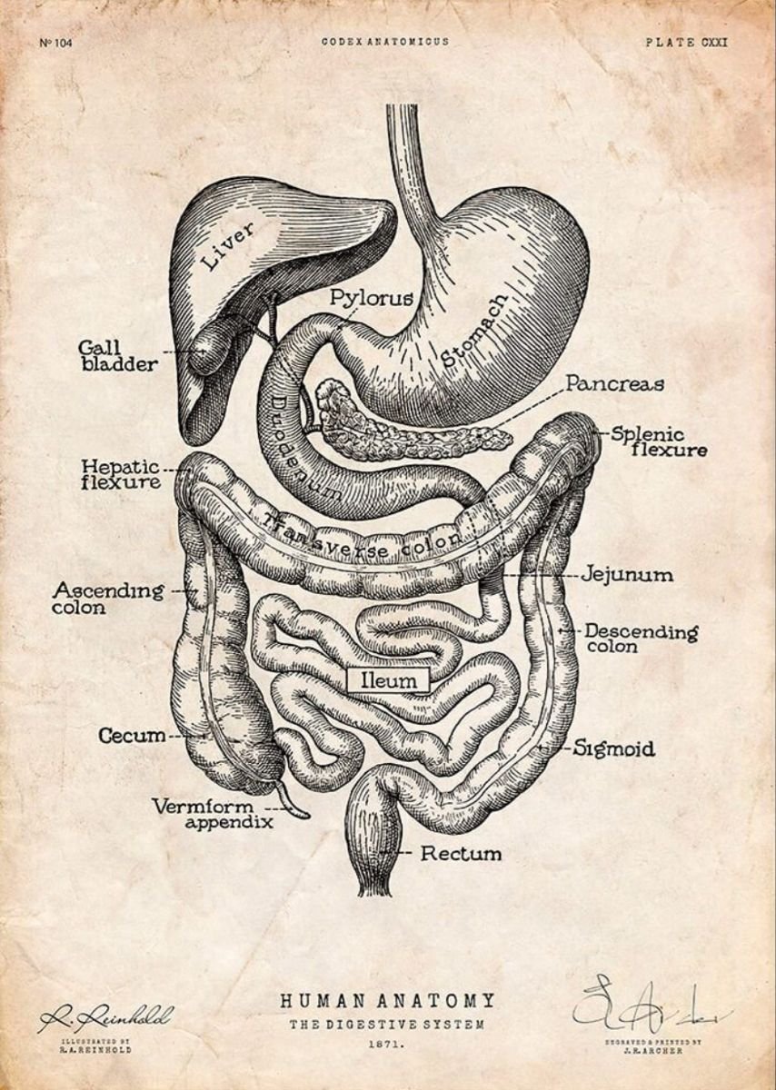 Helios_Movement's tweet photo. If you are struggling with gut issues such as: 
-Bloating 
-Constipation 
-IBS  
-Leaky gut 
-SIBO 
-SIFO  
-Candida  
Here's the ultimate plan for improving them. 

Take 10 minutes to read this and you will be on the right track.  

Thread🧵 https://t.co/1at50koQjk