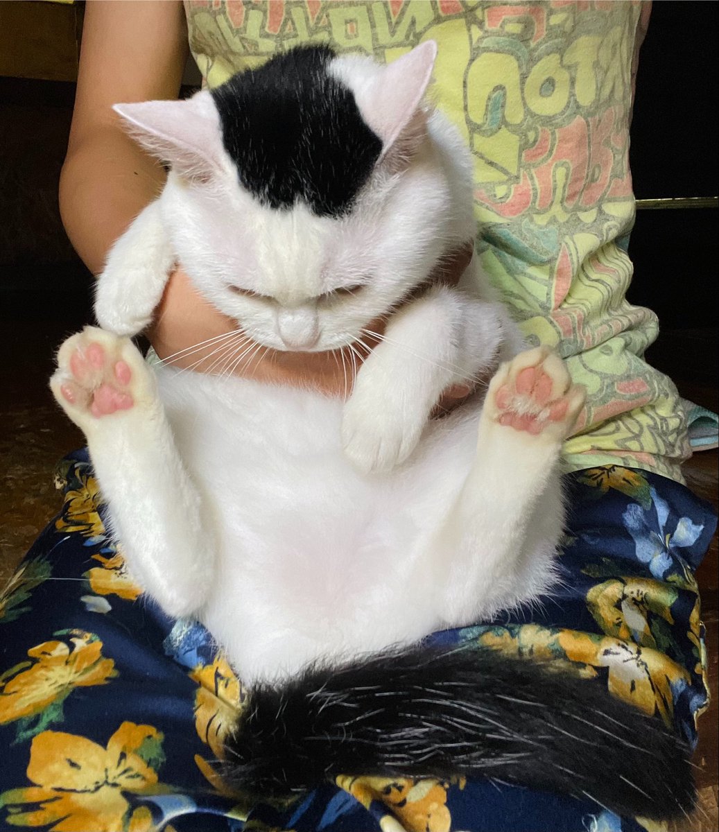 onigirinyans's tweet photo. 夫が「ぺーって小さいよね、ぬいぐるみみたい」と言っておりました。確かにこんな不機嫌な表情のぬいぐるみがあったら凄く良い、と思いました。 https://t.co/Nj59385R3v