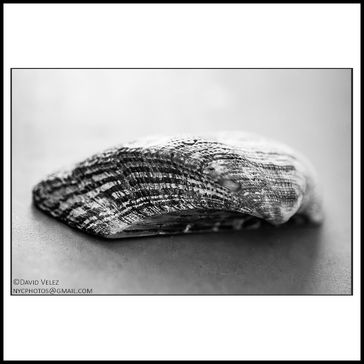 david6of7's tweet photo. Seashell
Photography by David Velez

#seashell #davidvelez #david6of7 #stilllife #bw #blackandwhite #blancoynegro https://t.co/uV74HU4hpS
