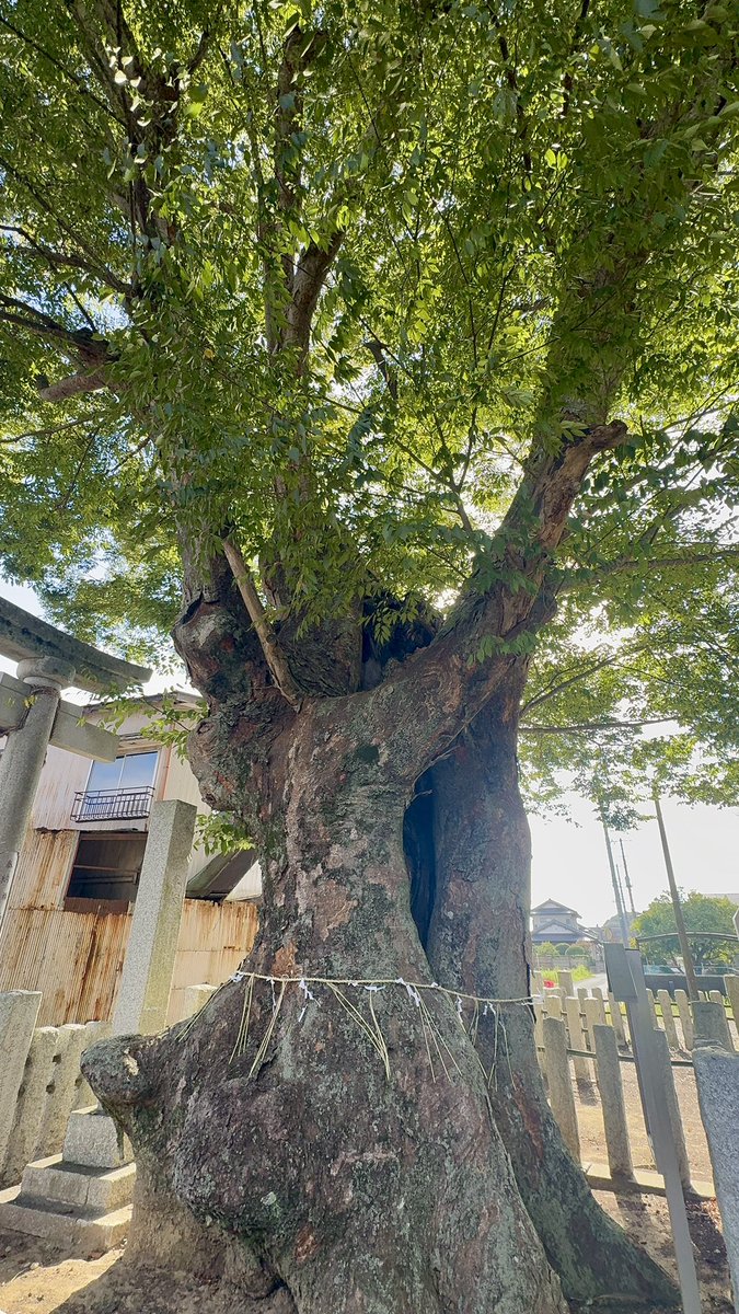 Gorosan603's tweet photo. 茨城県　潮来市　素鵞熊野神社　その1
鹿島神宮よりも撮影枚数は少ないですがお楽しみ下さい⛩️
#鹿島神宮 #素鵞熊野神社 #神社巡り #御神木 #神社好きな人と繋がりたい #日本の風景 #静かな時間 #台風の過ごし方 #KashimaShrine #SogaKumanoShrine #JapanShrine #SacredTree #JapanTravel #ExploreJapan #StaySafe