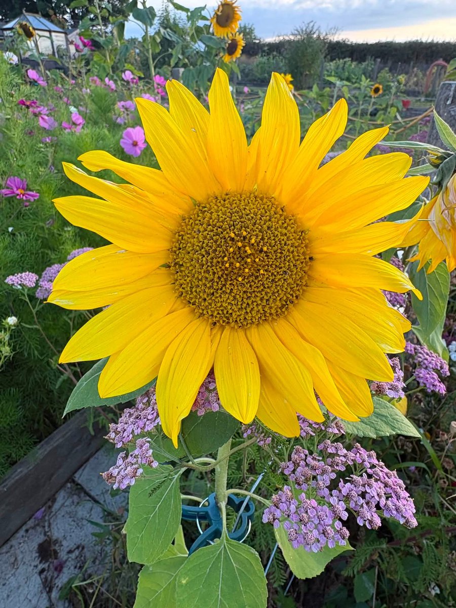 BigSunProject's tweet photo. Sunflower growing during The Big Sunflower Project 2026.
#TheBigSunflowerProject
#Sunflower #Sunflowers
#GrowASunflower #SowGrowShow
#LetItGrow
#Centronuclear
#CentronuclearMyopathy
#Myotubular #MyotubularMyopathy
#CentronuclearMyopathies
#RareDiseases https://t.co/SThcS0bmjp