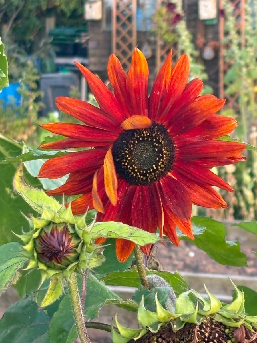 BigSunProject's tweet photo. Sunflowers growing during The Big Sunflower Project 2026.
#TheBigSunflowerProject
#Sunflower #Sunflowers
#GrowASunflower #SowGrowShow
#LetItGrow
#Centronuclear
#CentronuclearMyopathy
#Myotubular #MyotubularMyopathy
#CentronuclearMyopathies
#RareDiseases https://t.co/pBiWsivnHM