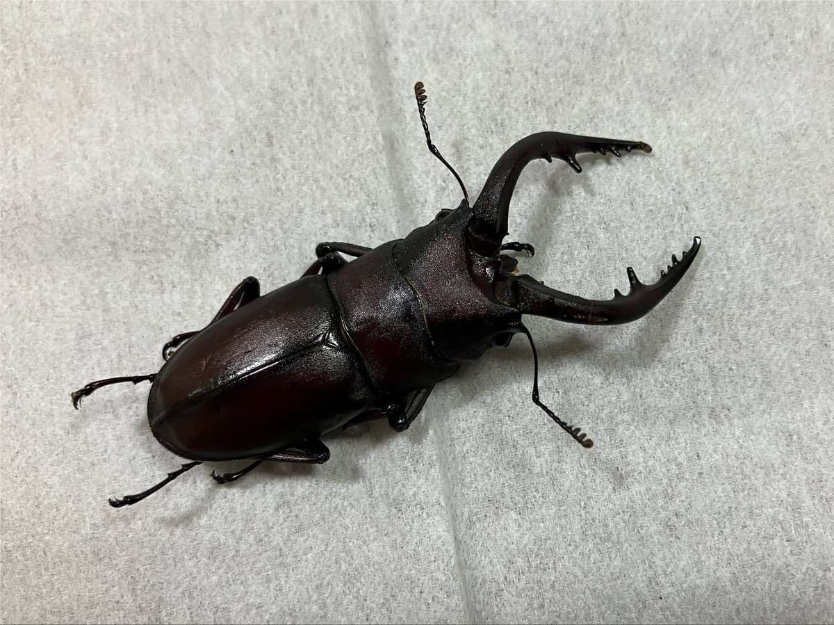 32e_e23's tweet photo. うちの自転車置き場の目の前の木に夜な夜なノコギリクワガタが襲来していることが判明 https://t.co/5ph8ngrW0J